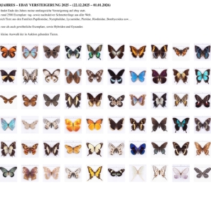 EBAY, ANNOUNCEMENT - End of Year Auction - 2025  - 22.12