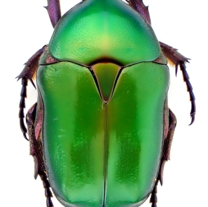 EBAY, Palearctic Cetonidae on E-bay auction