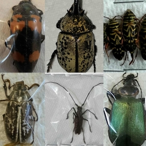 FOR SALE, Assorted Coleoptera