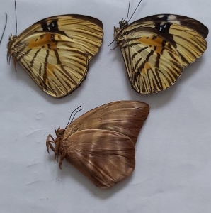 EBAY, lot of african lycaenidae