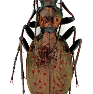 EBAY, Palearctic Carabus on E-bay auction