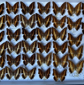 FOR SALE, Rare Charaxes